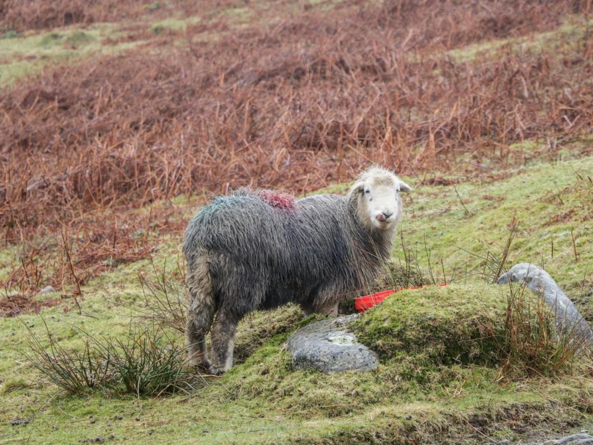Howgill Lodge Kendal Bagian luar foto